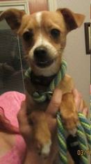 Chihuahua-Unknown Mix Dogs for adoption in Von Ormy, TX, USA