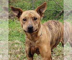 Mutt Dogs for adoption in Wetumpka, AL, USA