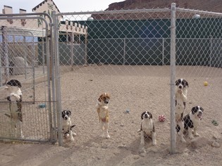 Medium Photo #1 Border Collie-Unknown Mix Puppy For Sale in Golden Valley, AZ, USA