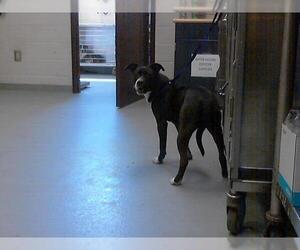 American Pit Bull Terrier-Unknown Mix Dogs for adoption in Fayetteville, NC, USA