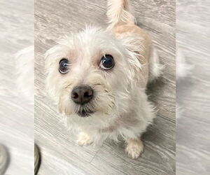 Maltipoo Dogs for adoption in Los Angeles, CA, USA