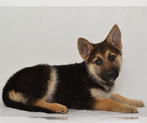 German Shepherd Dog-Unknown Mix Dogs for adoption in Oroville, CA, USA