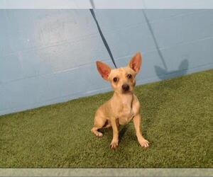 Chihuahua Dogs for adoption in Orlando, FL, USA