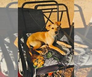 Labrador Retriever-Maltese Mix Dogs for adoption in Gilbert, AZ, USA