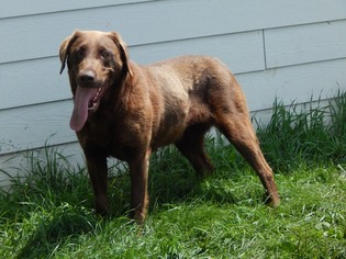 Labrador Retriever Dogs for adoption in Machesney Park, IL, USA