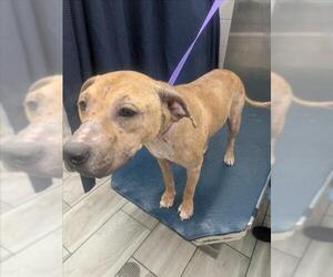 Black Mouth Cur-Unknown Mix Dogs for adoption in Mobile, AL, USA
