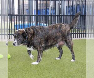 Collie-Unknown Mix Dogs for adoption in Waco, TX, USA