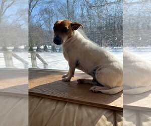 Chi-Corgi Dogs for adoption in Grand Haven, MI, USA