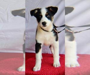 Border Collie Dogs for adoption in Franklinton, LA, USA