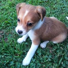 Jack Chi Dogs for adoption in Arlington, VA, USA