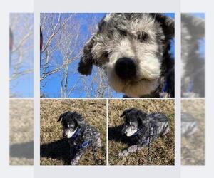 Poodle (Miniature)-Unknown Mix Dogs for adoption in Ceres, VA, USA