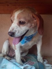 Beagle Dogs for adoption in Apple Valley, CA, USA