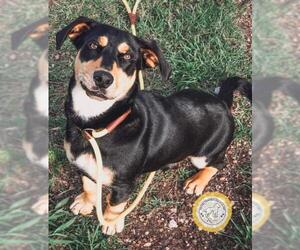 Basset Hound-Unknown Mix Dogs for adoption in Missouri City, TX, USA