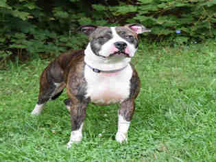 American Pit Bull Terrier-Unknown Mix Dogs for adoption in Westminster, MD, USA