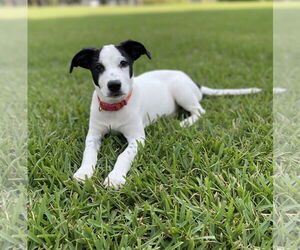 Mutt Dogs for adoption in Orlando, FL, USA