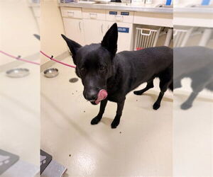 German Shepherd Dog Dogs for adoption in Fremont, CA, USA