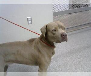 Staffordshire Bull Terrier-Unknown Mix Dogs for adoption in Pasadena, TX, USA