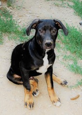 Black and Tan Coonhound-German Shepherd Dog Mix Dogs for adoption in Waleska, GA, USA