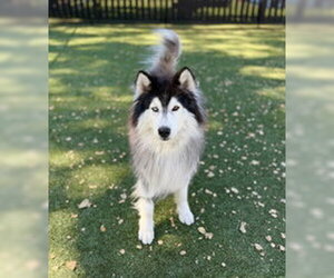 Alaskan Malamute Dogs for adoption in Salinas, CA, USA