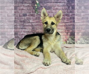 German Shepherd Dog-Unknown Mix Dogs for adoption in Lakewood, CO, USA