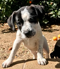 Mutt Dogs for adoption in Lake Arrowhead, CA, USA