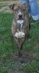 Small American Pit Bull Terrier-Mountain Cur Mix