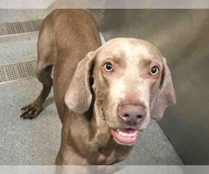 Weimaraner Dogs for adoption in Orange, CA, USA