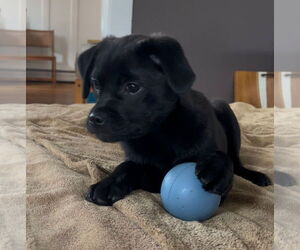 Jug Dogs for adoption in Lancaster, PA, USA