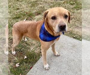 Labrador Retriever-Unknown Mix Dogs for adoption in Tulsa, OK, USA