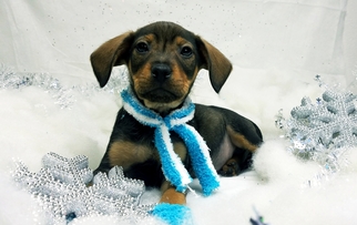Toy Rat Doxie Dogs for adoption in Chicago, IL, USA