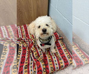 Mutt Dogs for adoption in Fort Collins, CO, USA