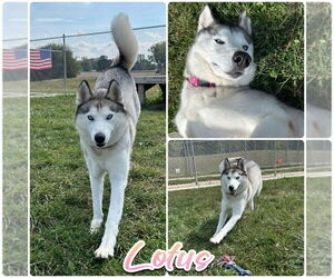 - Mix Dogs for adoption in Pierceton , IN, USA