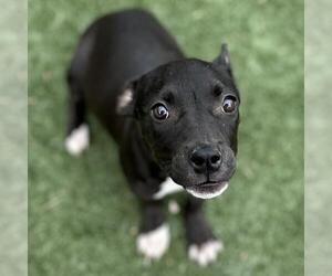 American Pit Bull Terrier-Unknown Mix Dogs for adoption in Texas City, TX, USA