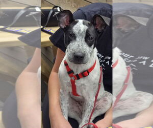 Mutt Dogs for adoption in Cliffwood, NJ, USA