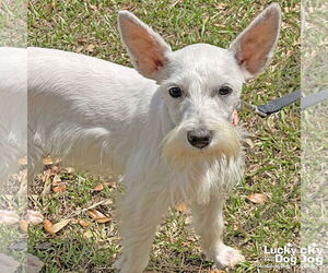 Miniature Schnauzer-Unknown Mix Dogs for adoption in Washington, DC, USA