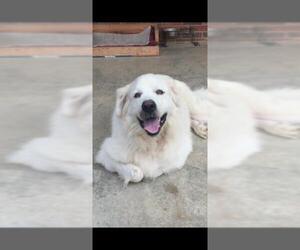 Great Pyrenees Dogs for adoption in Boston, MA, USA