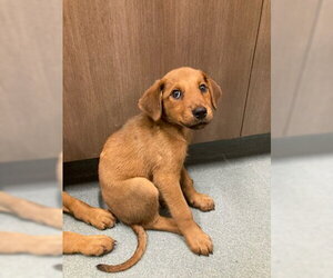 Labrador Retriever-Unknown Mix Dogs for adoption in Baytown, TX, USA