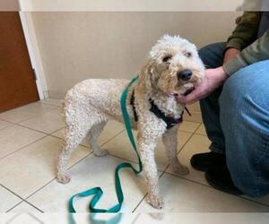 Goldendoodle (Miniature) Dogs for adoption in Hedgesville, WV, USA