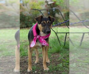 German Shepherd Dog-Unknown Mix Dogs for adoption in Brewster, NY, USA
