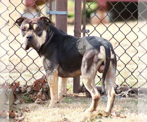 Mutt Dogs for adoption in Grovetown, GA, USA
