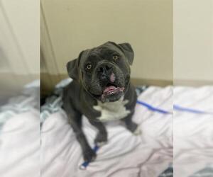 American Pit Bull Terrier Dogs for adoption in Chula Vista, CA, USA