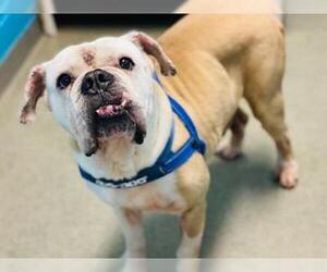 Bulldog Dogs for adoption in Rocky Mount, VA, USA