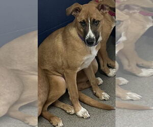 Retriever -Unknown Mix Dogs for adoption in Sterling, MA, USA