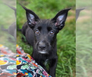 Medium Photo #1 Mutt Puppy For Sale in Olalla, WA, USA