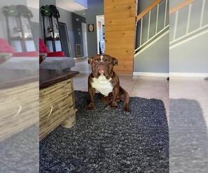 Bulldog Dogs for adoption in Los Banos, CA, USA
