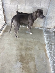 American Pit Bull Terrier Dogs for adoption in Alturas, CA, USA