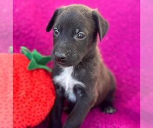 Labrador Retriever-Unknown Mix Dogs for adoption in San Diego, CA, USA