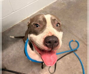 American Pit Bull Terrier Dogs for adoption in Tavares, FL, USA