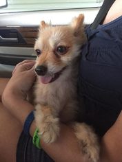 Pomeranian Dogs for adoption in Texarkana, TX, USA