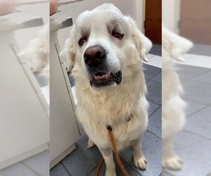 Great Pyrenees Dogs for adoption in FORT WORTH, TX, USA